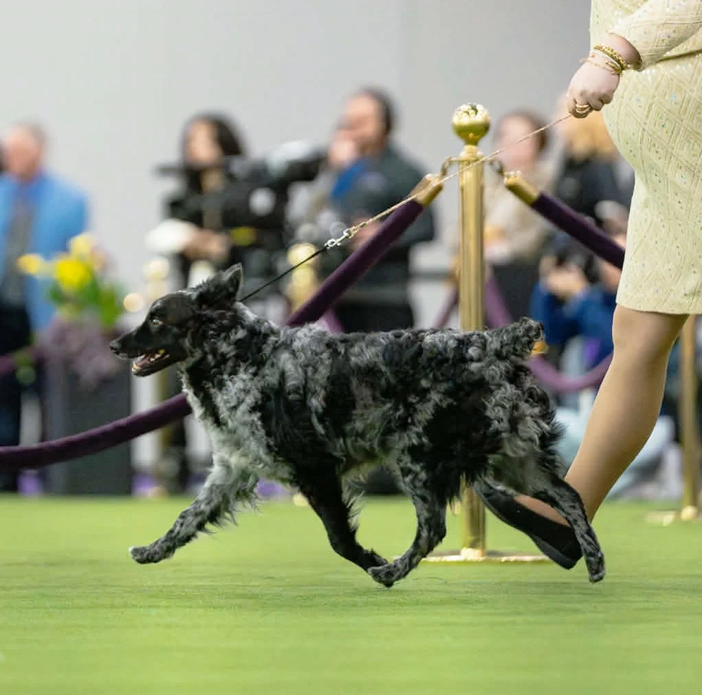 att.MqIxOlGUwey3ZL6CXjsNVmocZyGKML6kFgCyr8V4PY0 copy.jpg