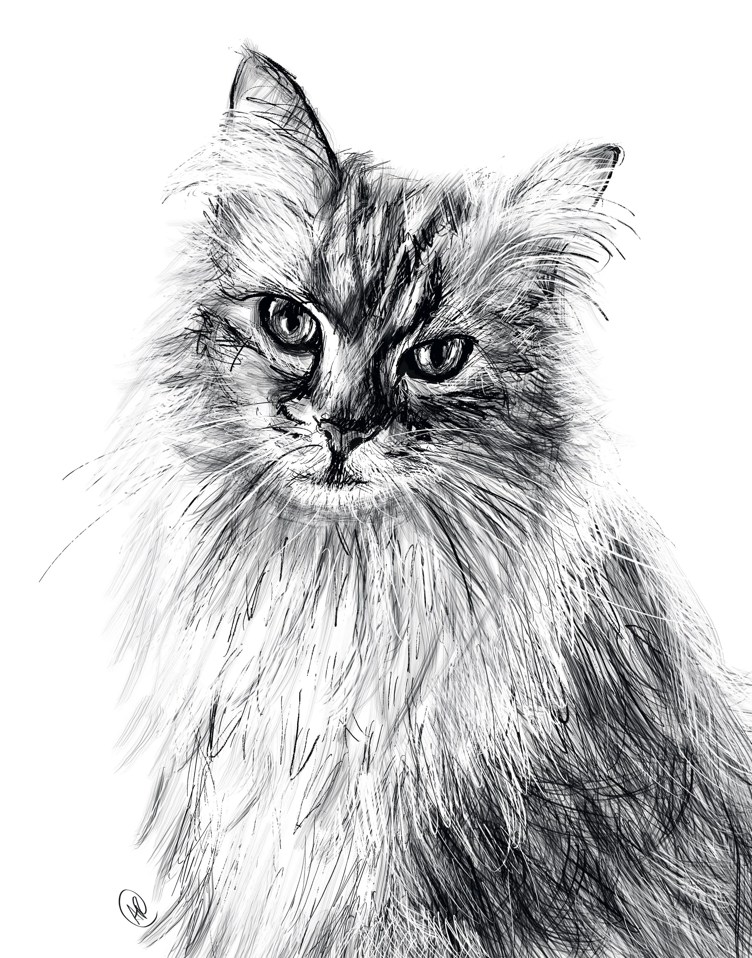 CAT SKETCH PRINT.JPG