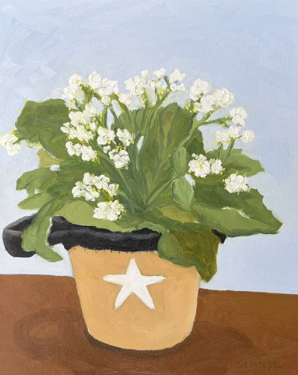#1290 Kalanchoe, White Flowering