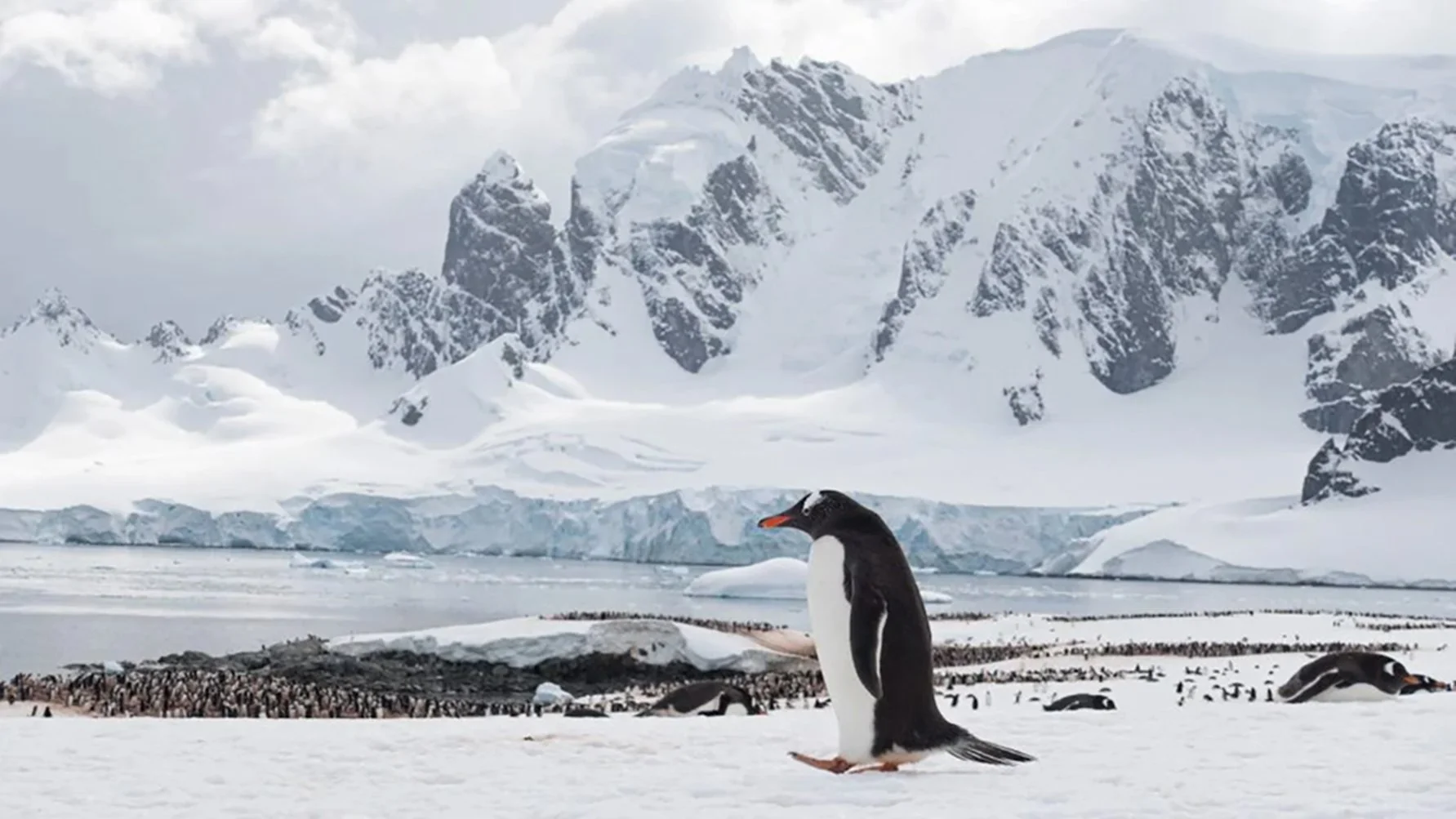 Fun Facts about Penguins