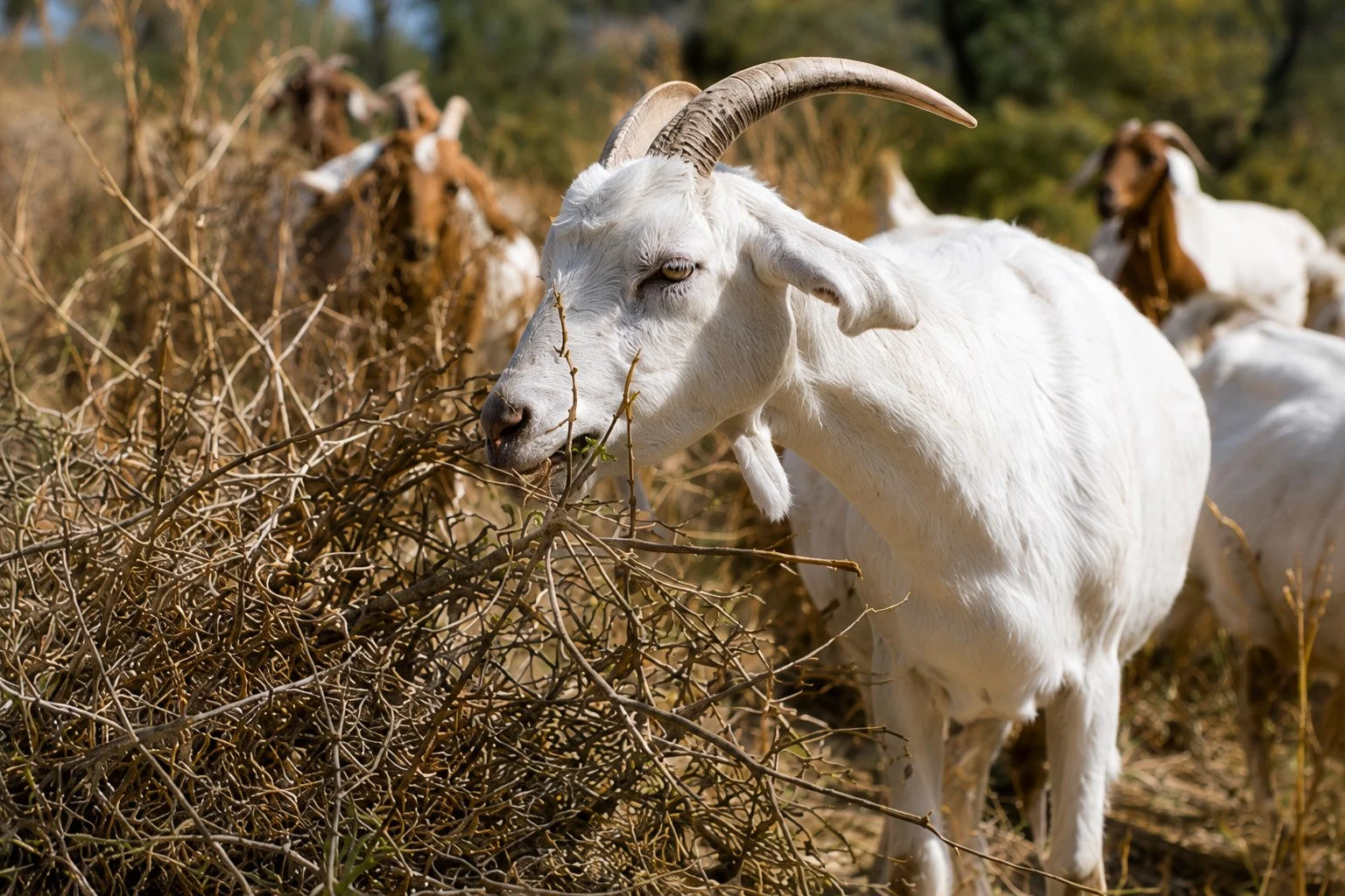 Goats: Quiet Heroes of Wildfire Season