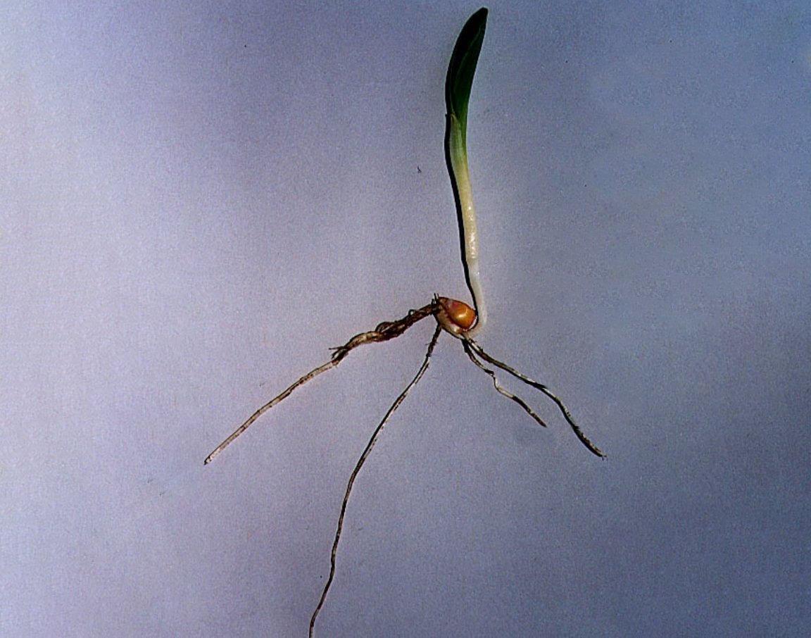 Early Stand Evaluation + Emergence Problems in Corn