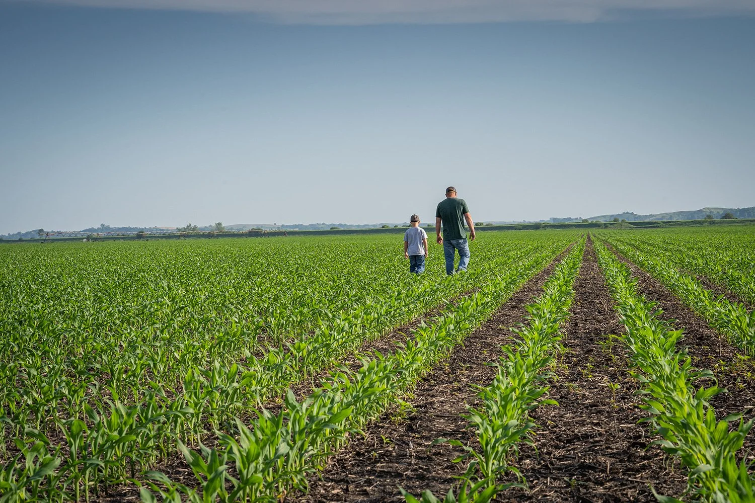 Corn Rootworm in 2026