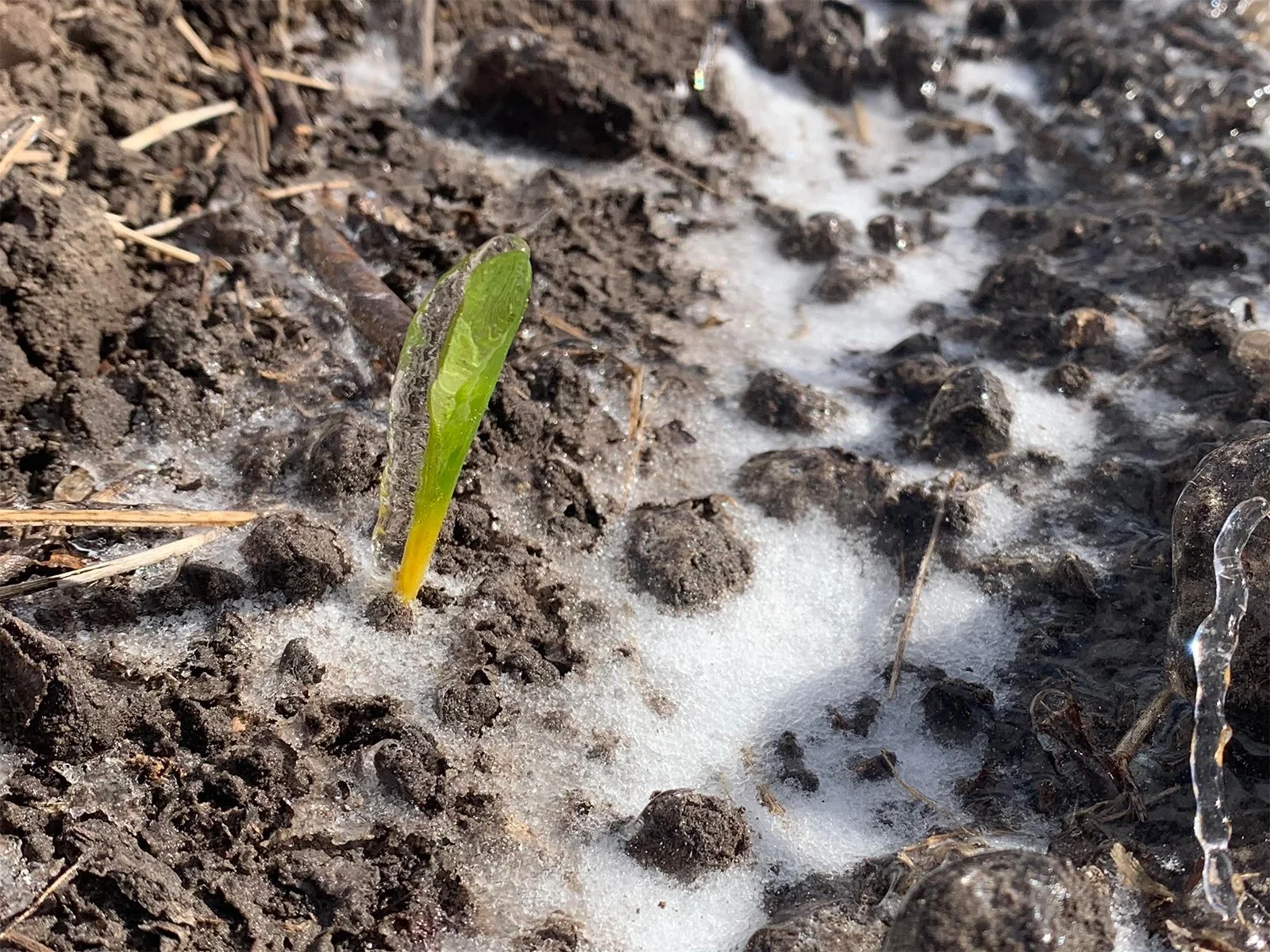 Spring Weather Risks to Corn and Soybean Fields