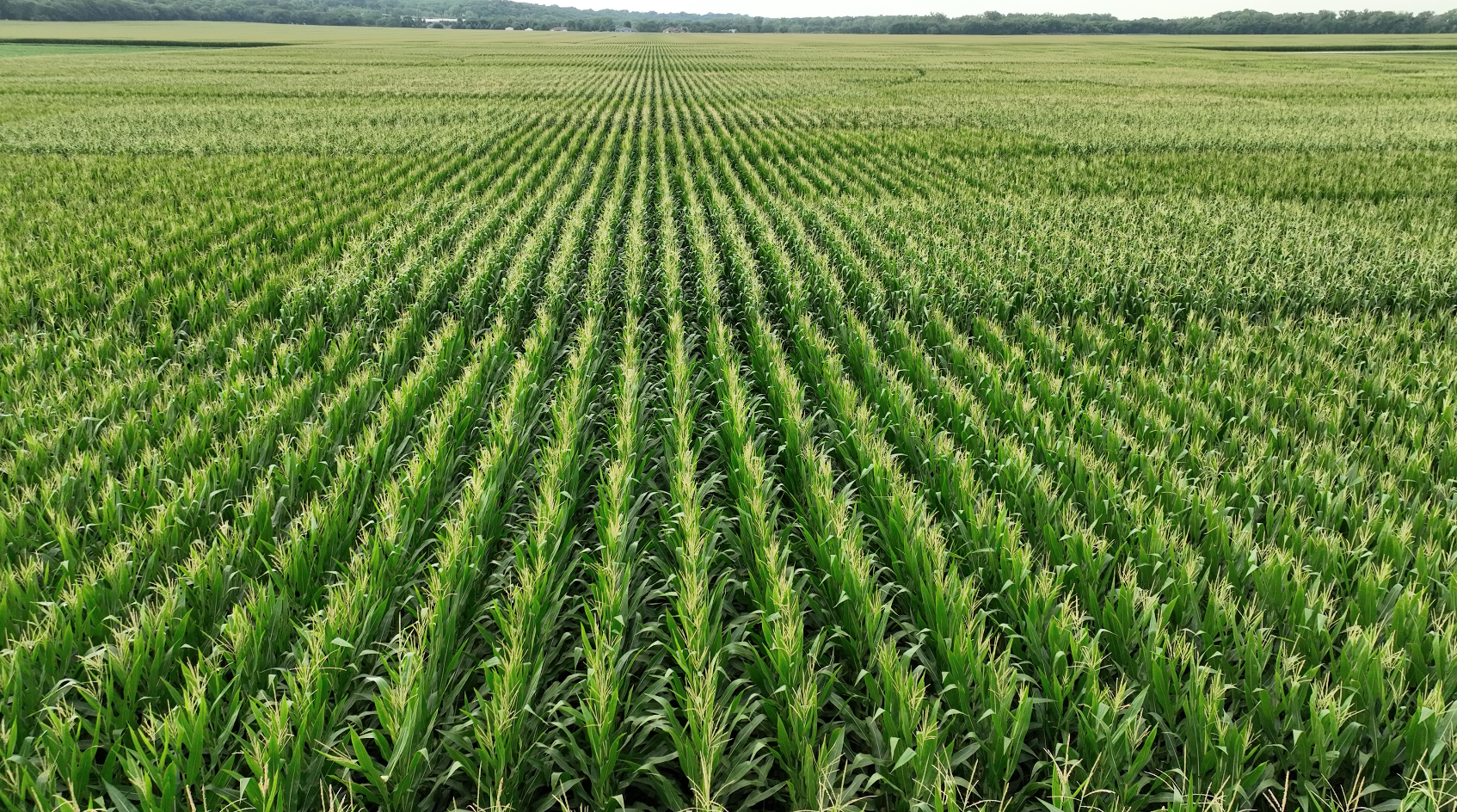 Summer Field Risks: Heat, Storms, and Disease Pressure