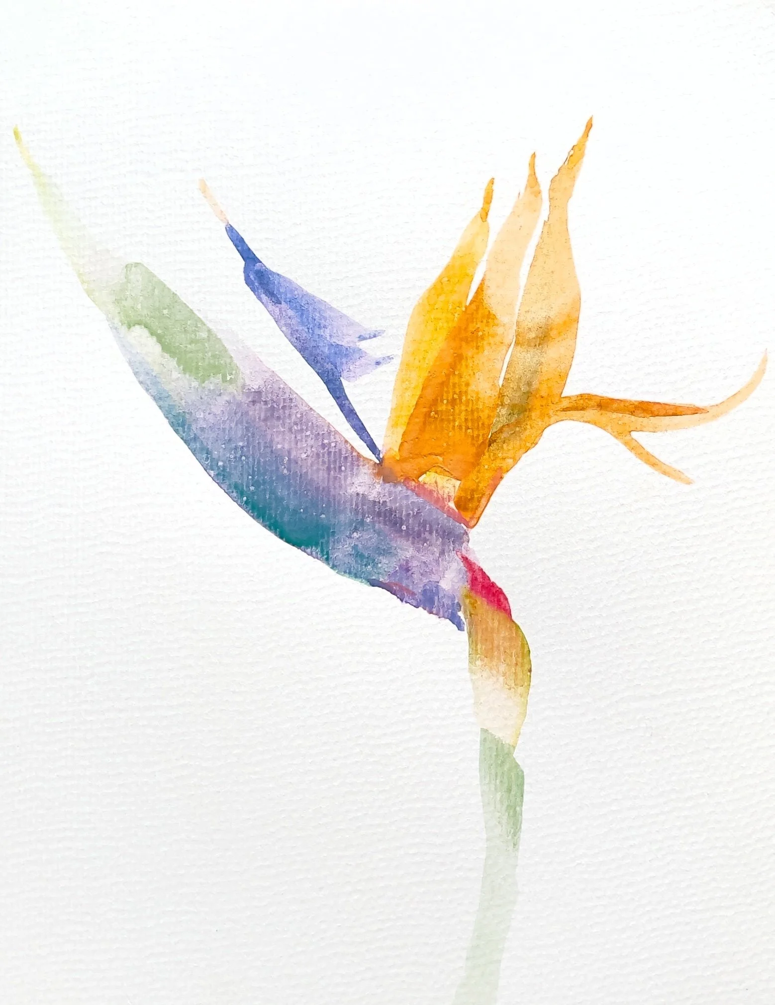 bird-of-paradise-watercolor-painting-susan-t-billington.jpg