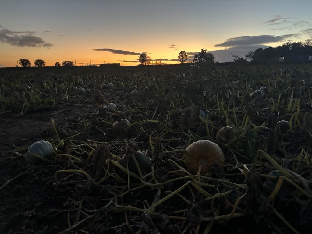 LDF_pumpkin_15.jfif
