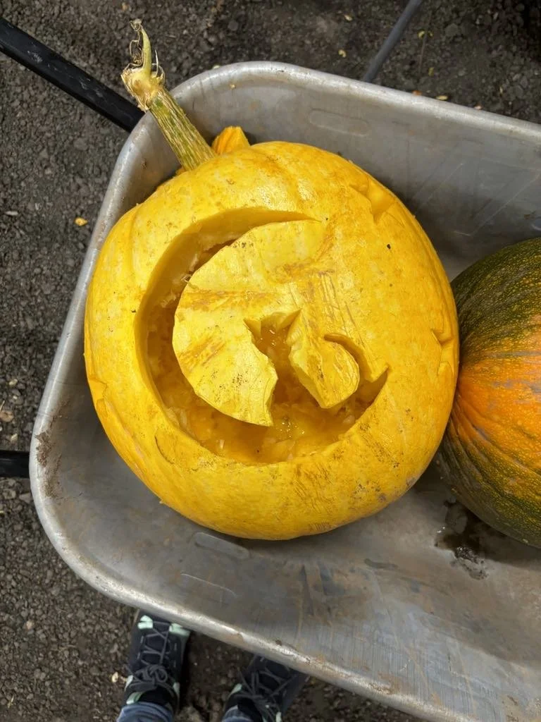 LDF_pumpkin_6.jfif