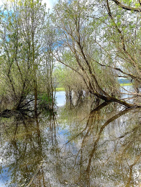 Smith and Bybee  Wetlands