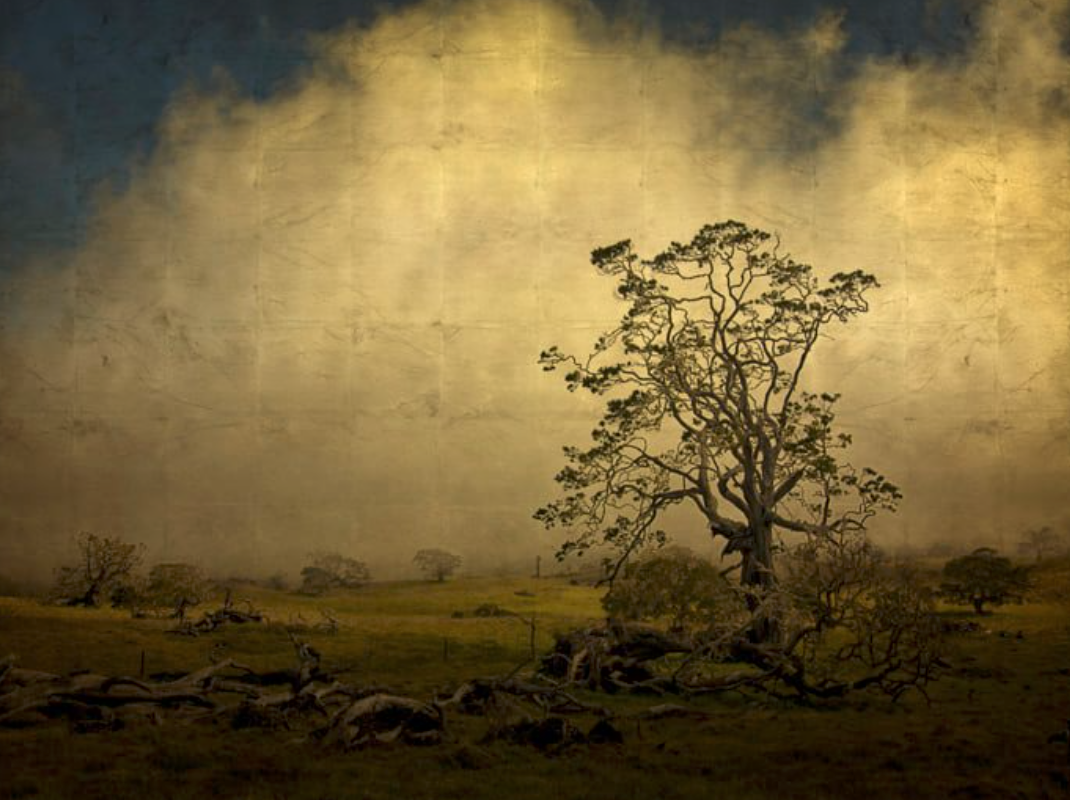 Get To Know: Calli McCaw