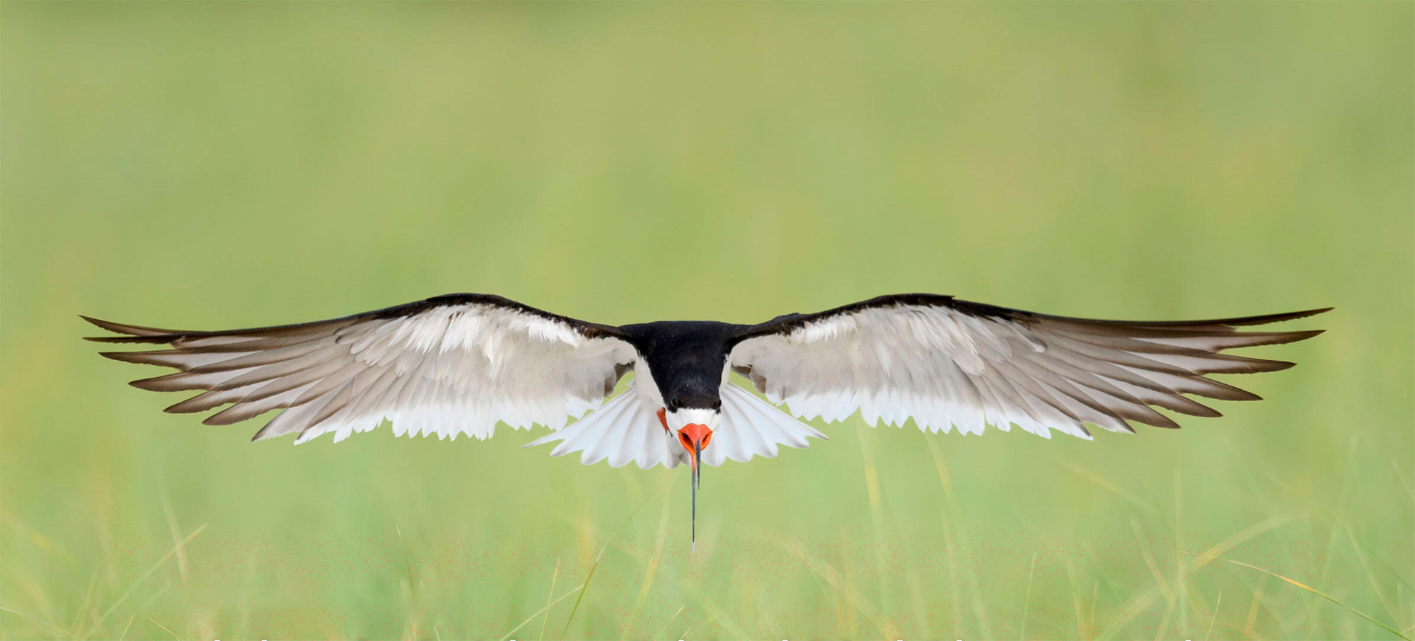 Ethical Bird Photography Prevents Harm-Guide Available Online