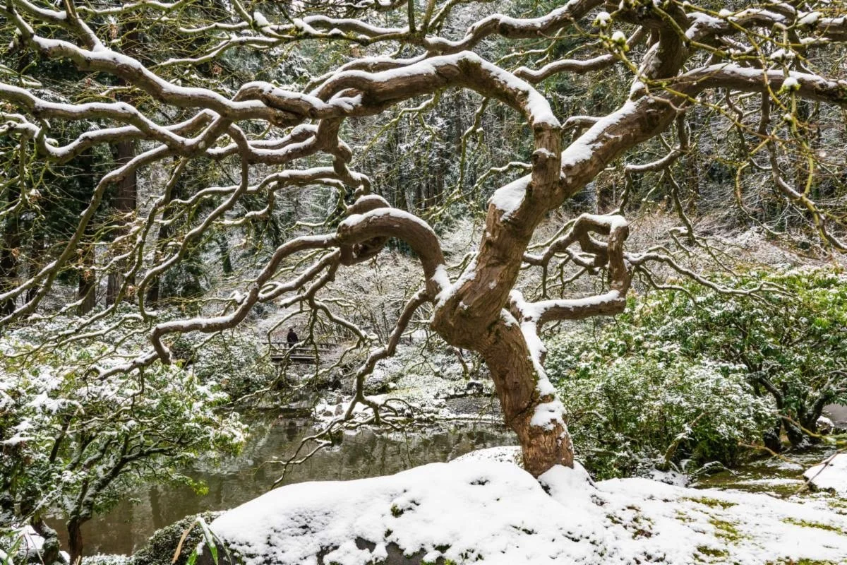 Annual Year-End Party via Zoom 12/20/2021 At 7:00pm PST