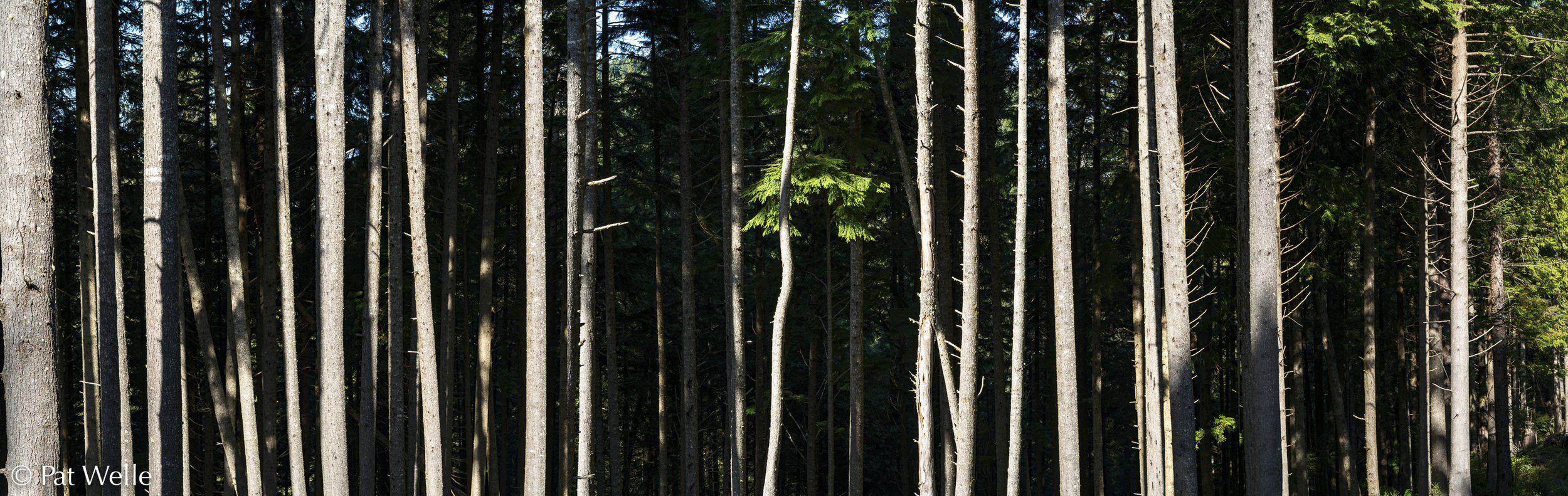 Pat Welle Artist Talk Set For January 17, 2022