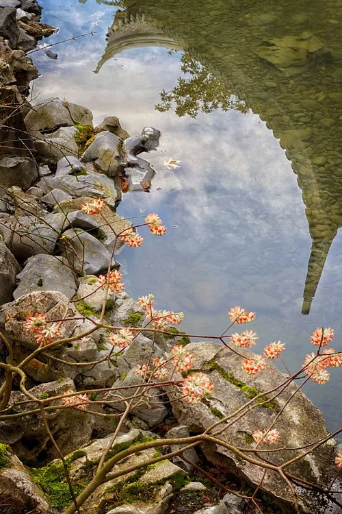 Carol Isaak, PPF Member, Earns Three Awards At Julia Margaret Cameron Contest