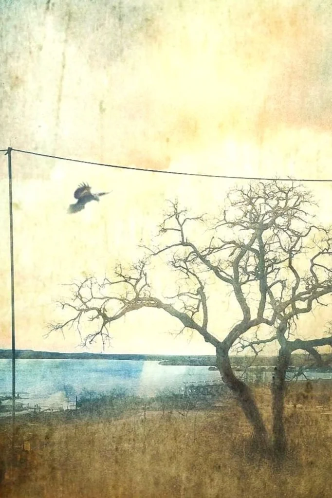 April 4 Deadline For Entries To ASmith Gallery “Trees” Exhibition