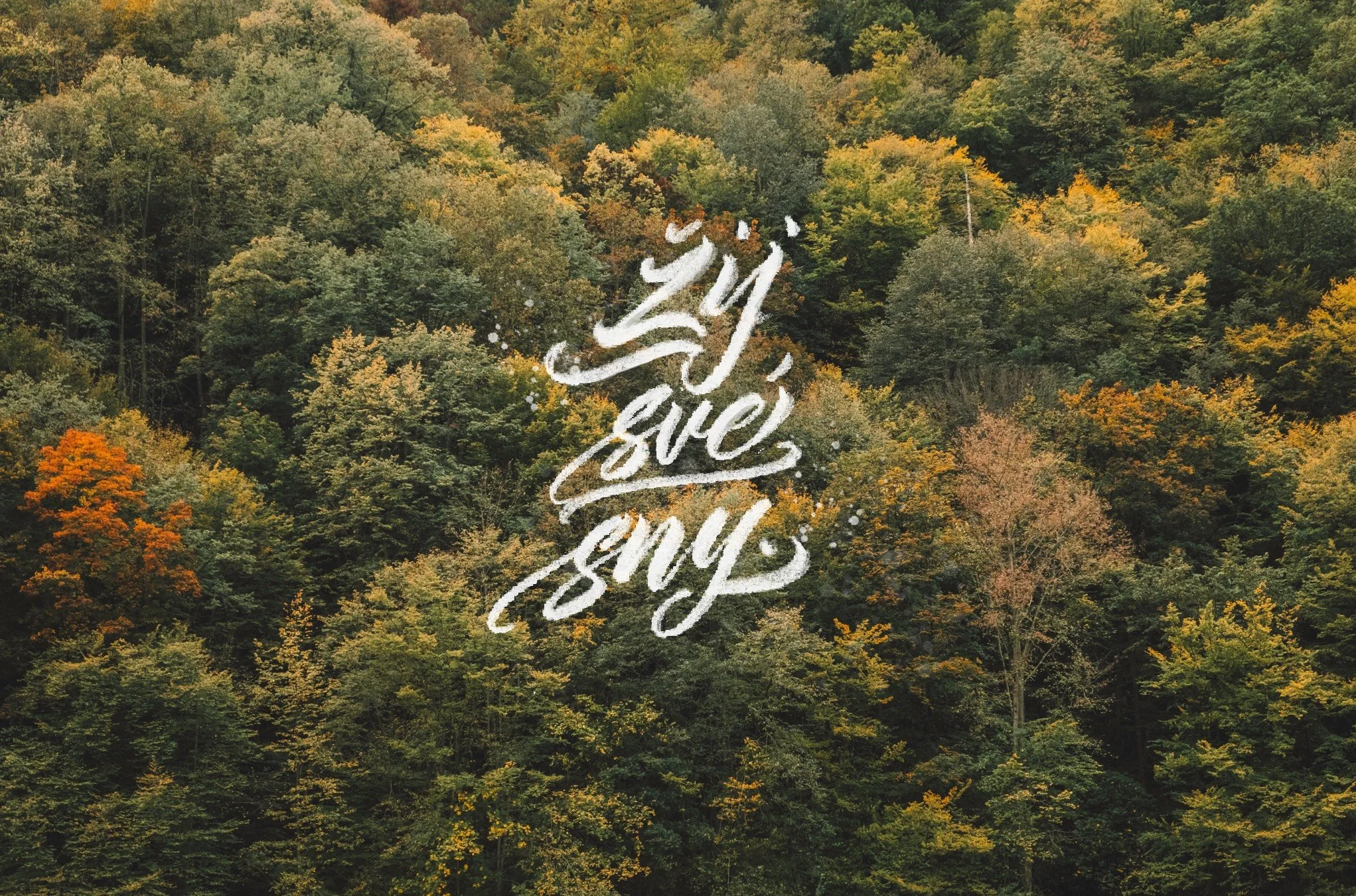 An aerial view of a dense forest with trees displaying fall foliage in shades of green, orange, and yellow. Overlaid on the image is white, artistic script text that reads "Just give and say."