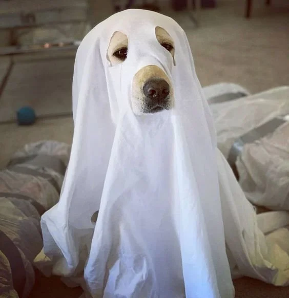 Exploring the Unknown: Can Our Furry Friends See Spirit?