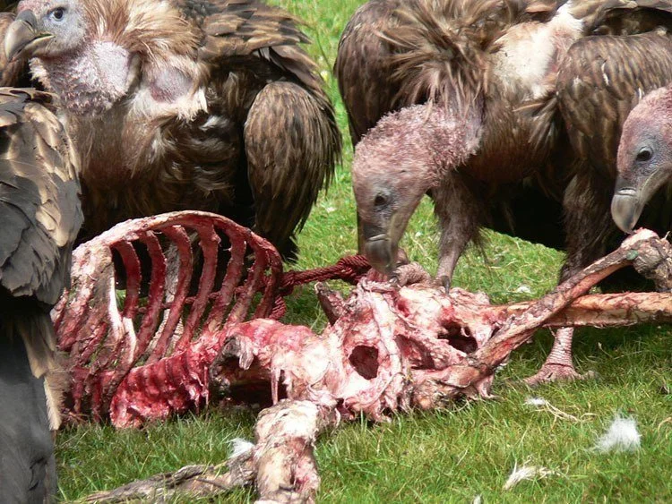 Bizarre Rituals: Bring Out Yer Dead!