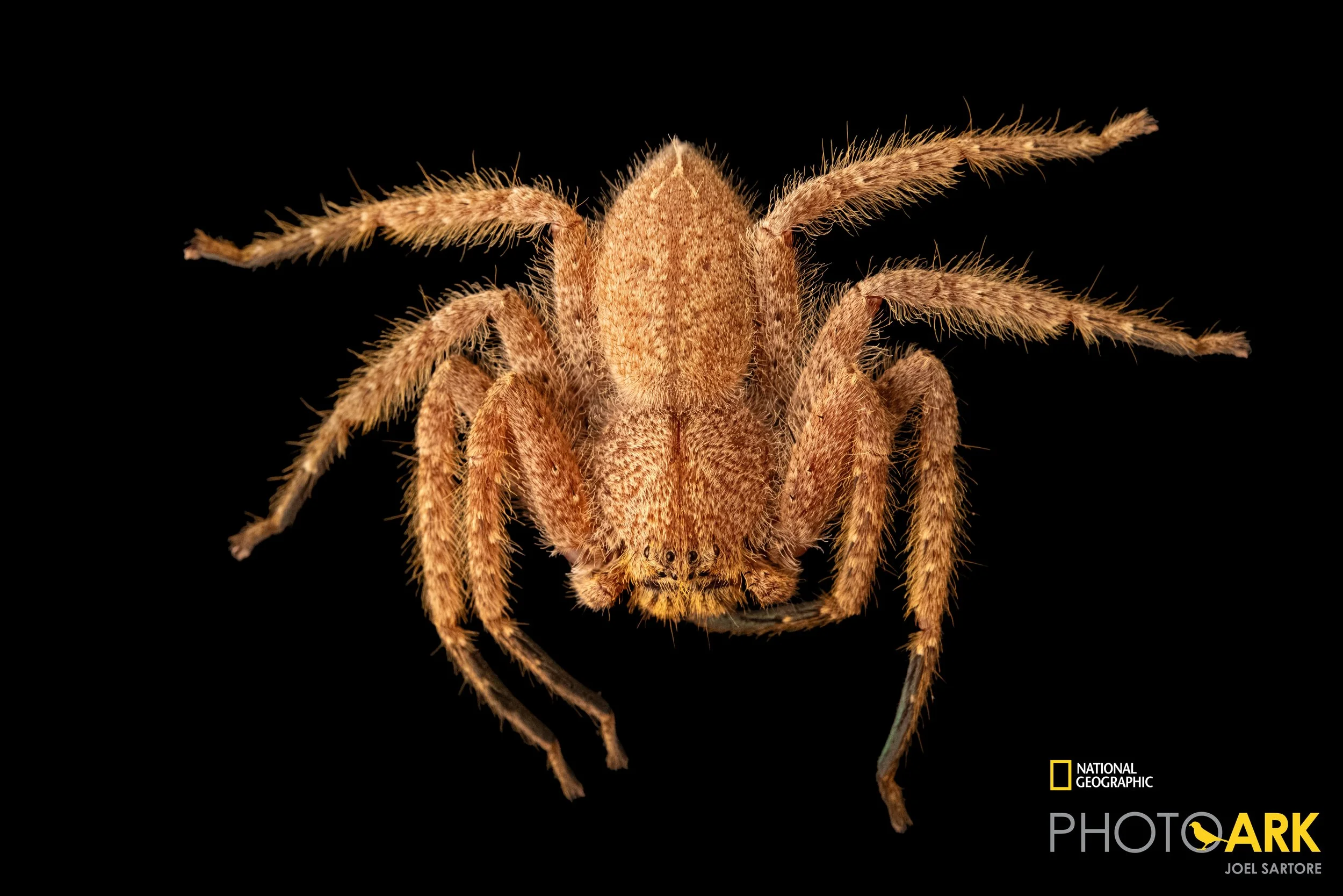 Heteropoda javana (Javana Hunstman)