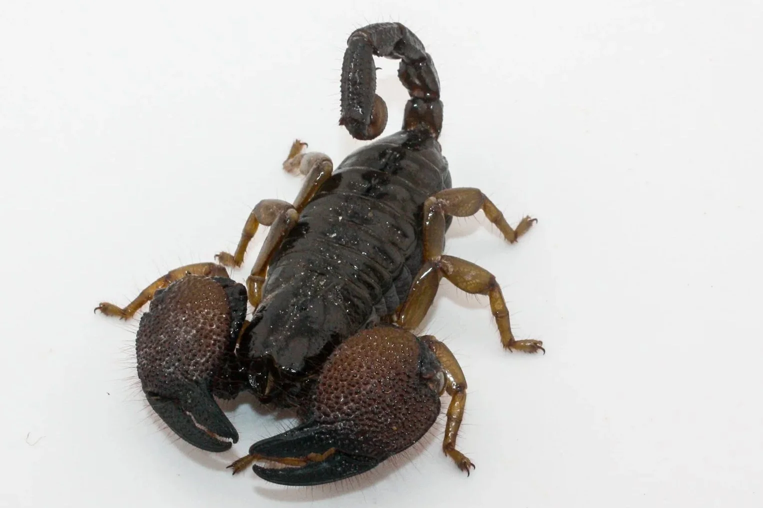 Pandinurus exitialis (Gold Claw Scorpion) First Time in Hobby!