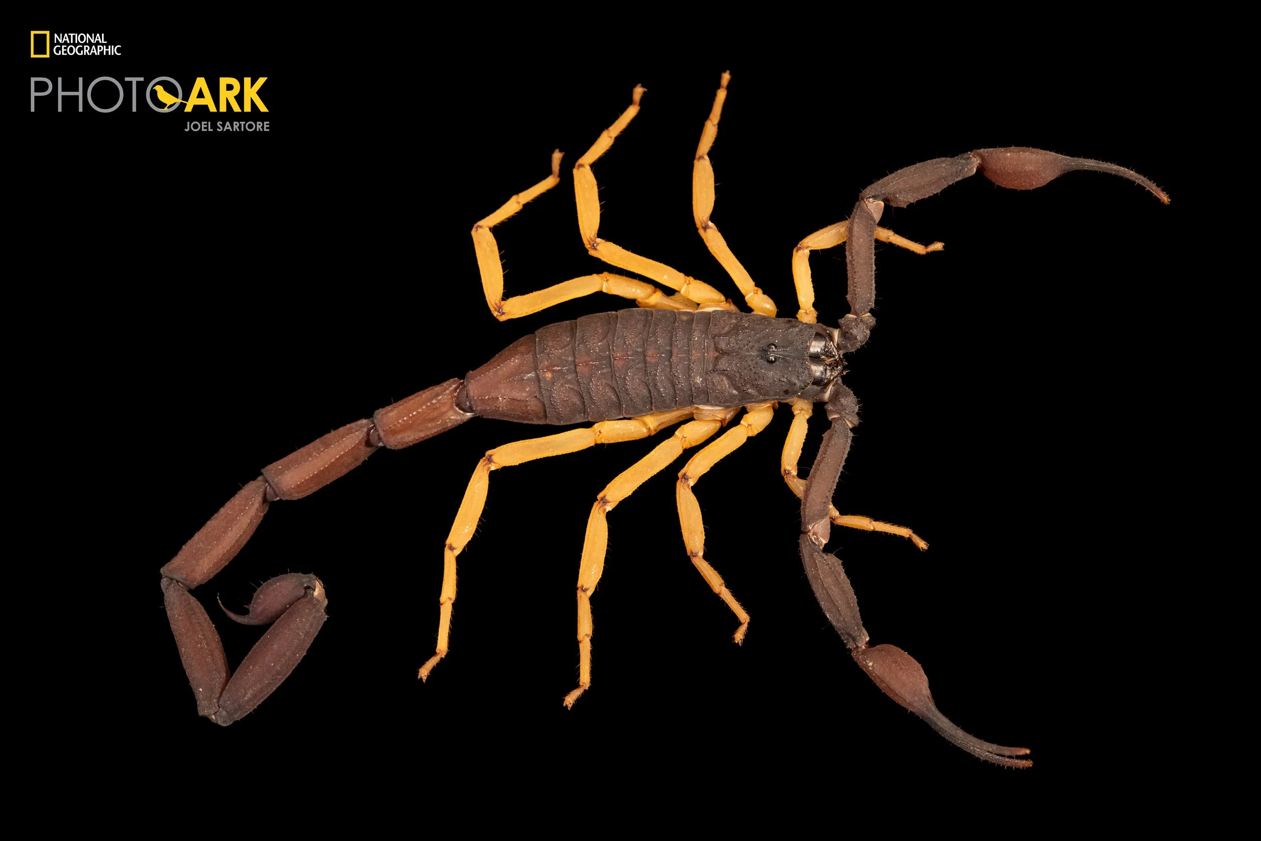 Centruroides limbatus 'Nicaragua' (Black Edged Bark Scorpion)