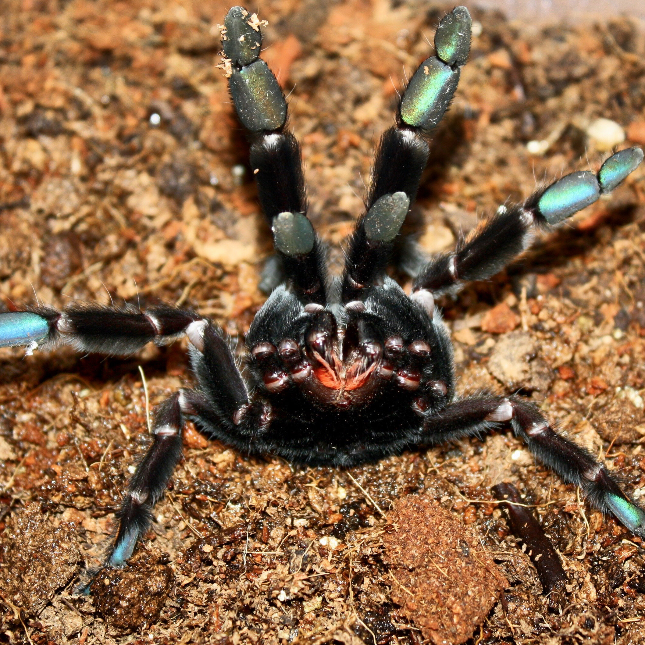 Psalmopoeus irminia (Venezuelan Sun Tiger Tarantula) — Arachnid Rarities