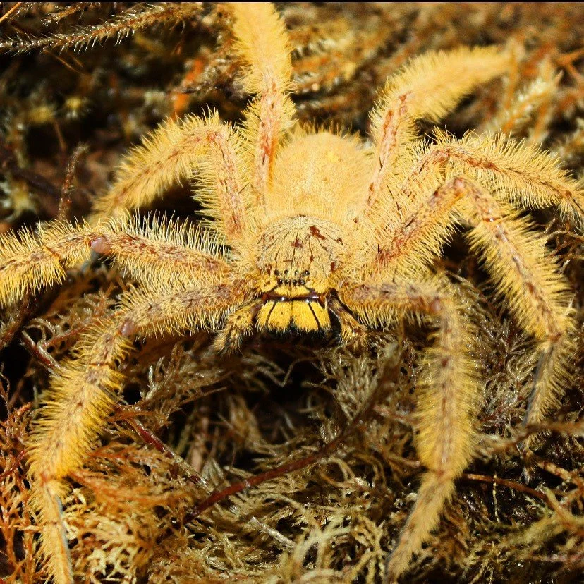 Heteropoda davidbowie.jpg