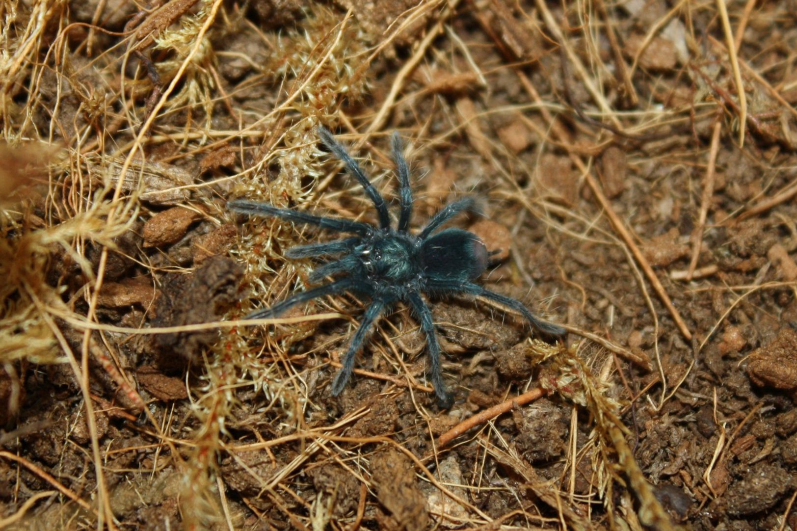 Phormictopus sp. Dominican Purple (Dominican Purple Tarantula