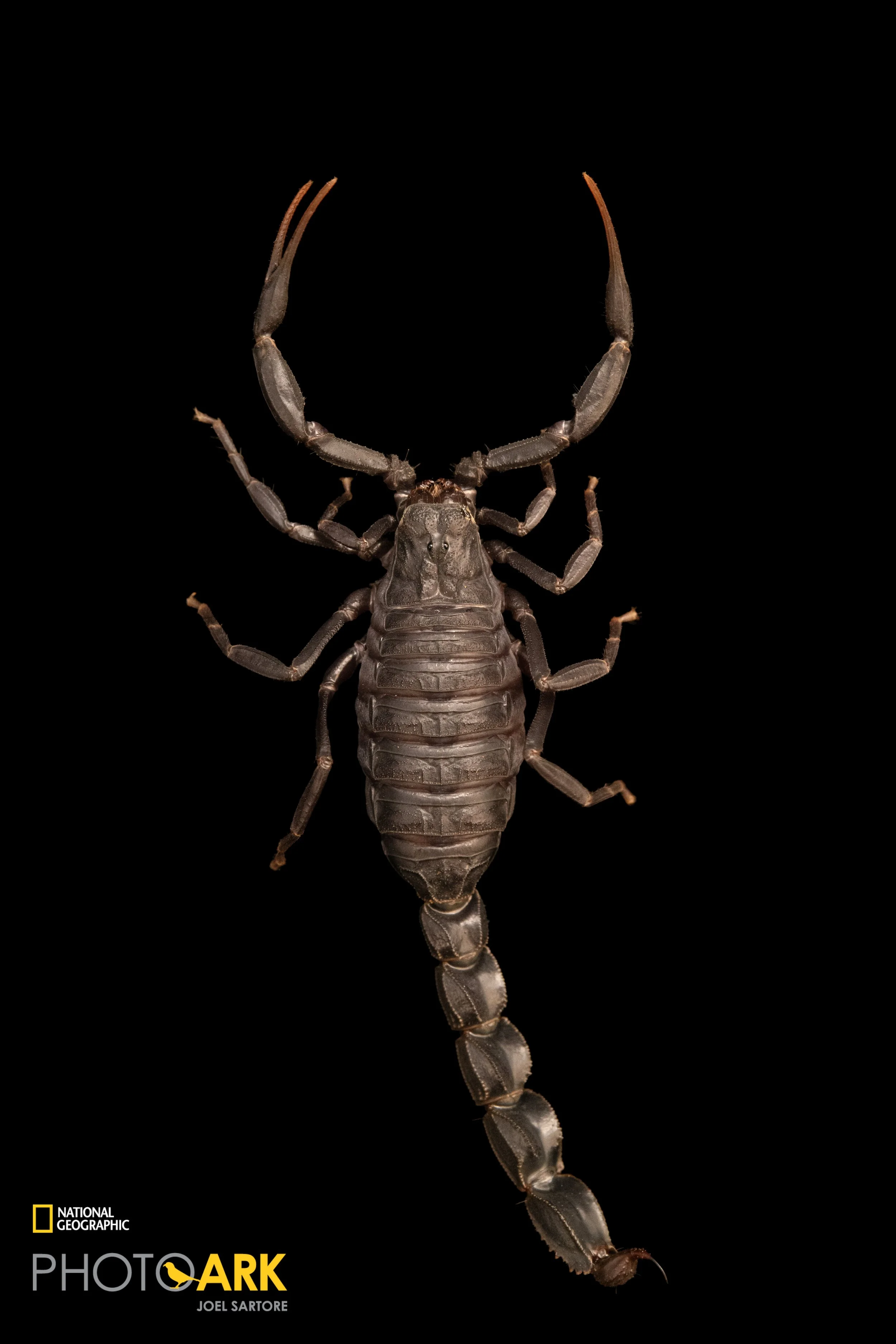 Androctonus mauritanicus (Moroccan Fattailed Scorpion) — Arachnid Rarities