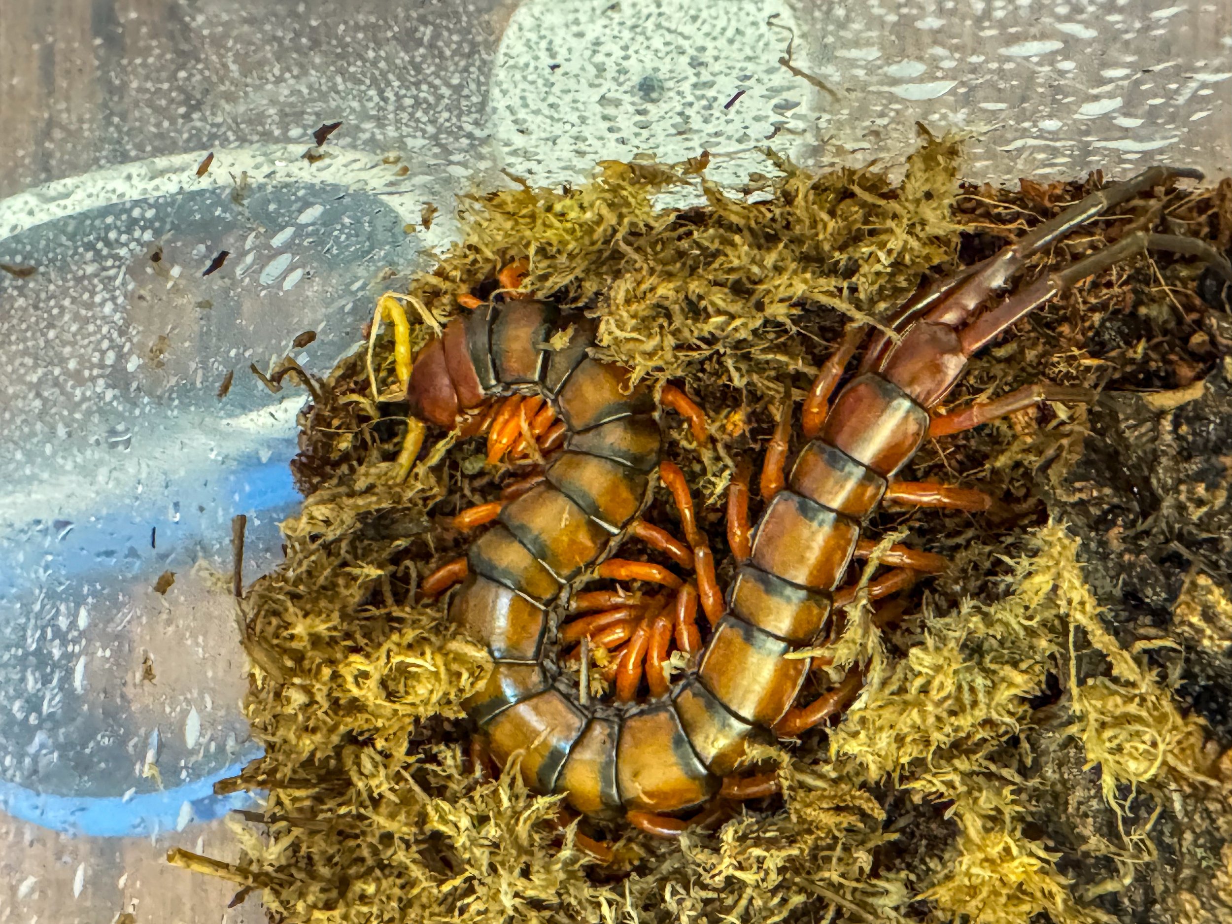 Scolopendra sp. White Beard (Giant White Beard Centipede)
