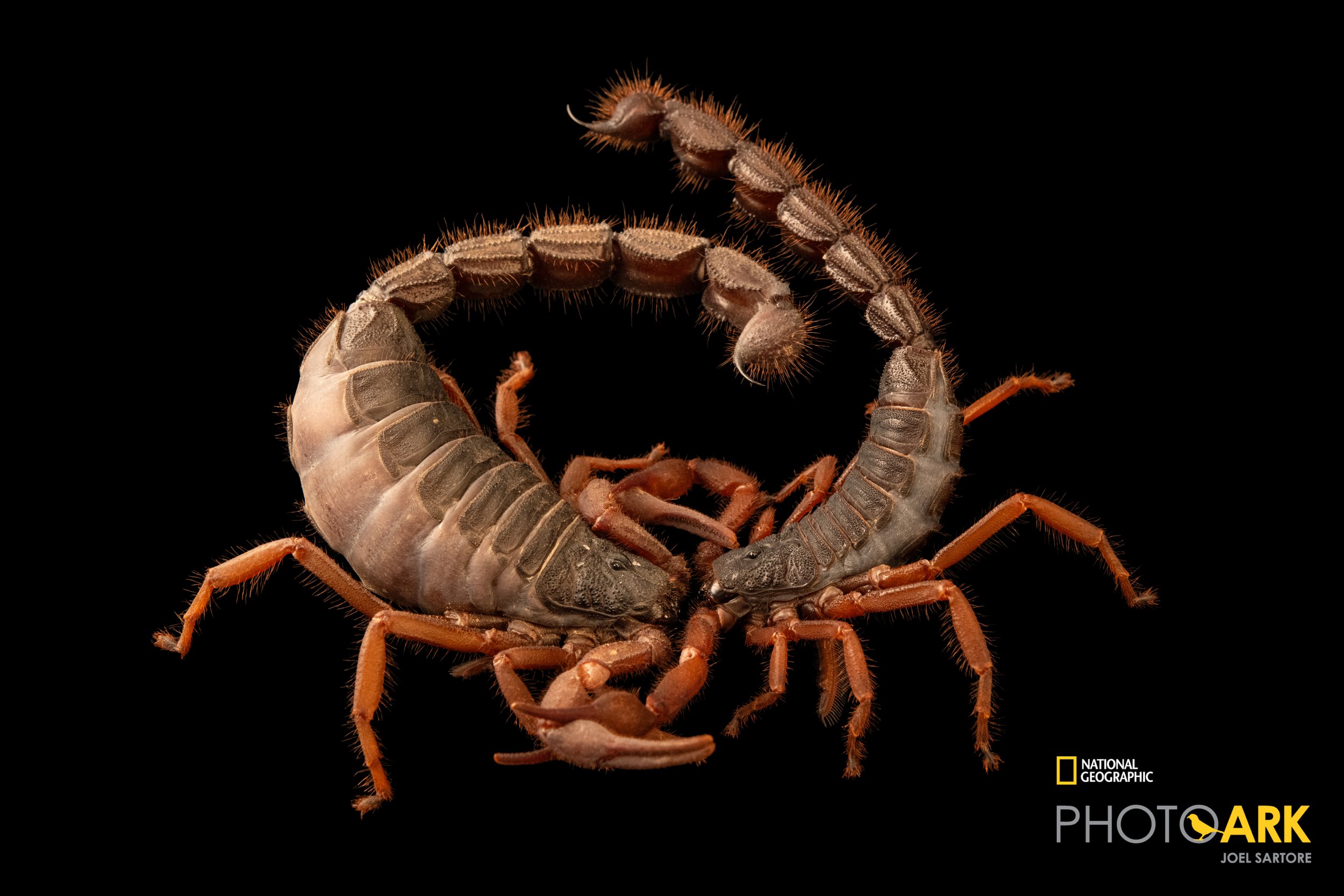 Parabuthus villosus 'Natural Hybrid Red' (Black Hairy Thicktail Scorpion)