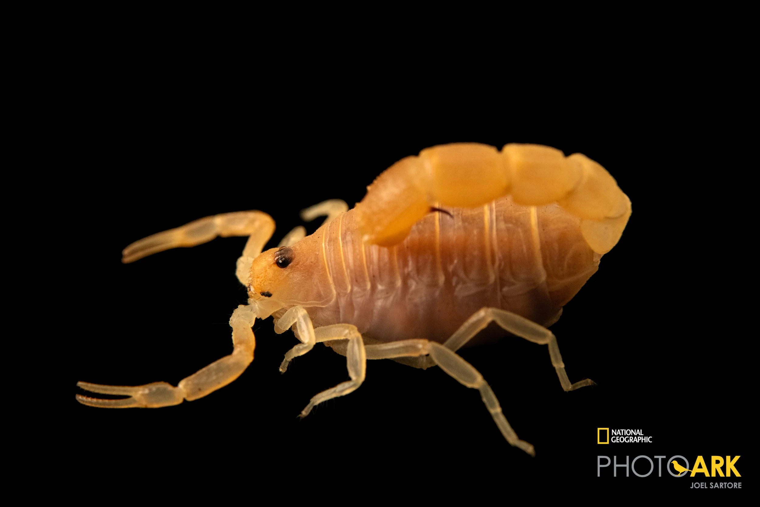 Orthochirus pallidus (Orange Piller Tail Scorpion)