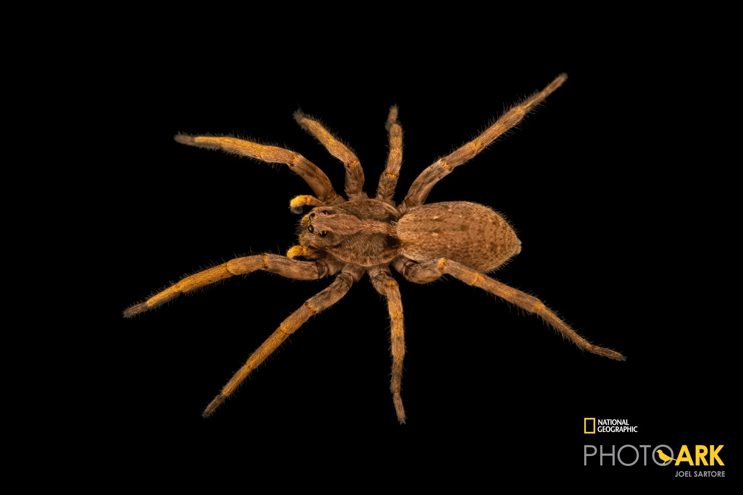 Hogna maderiana (ex schmitzi) (Porto Santo Wolf Spider)