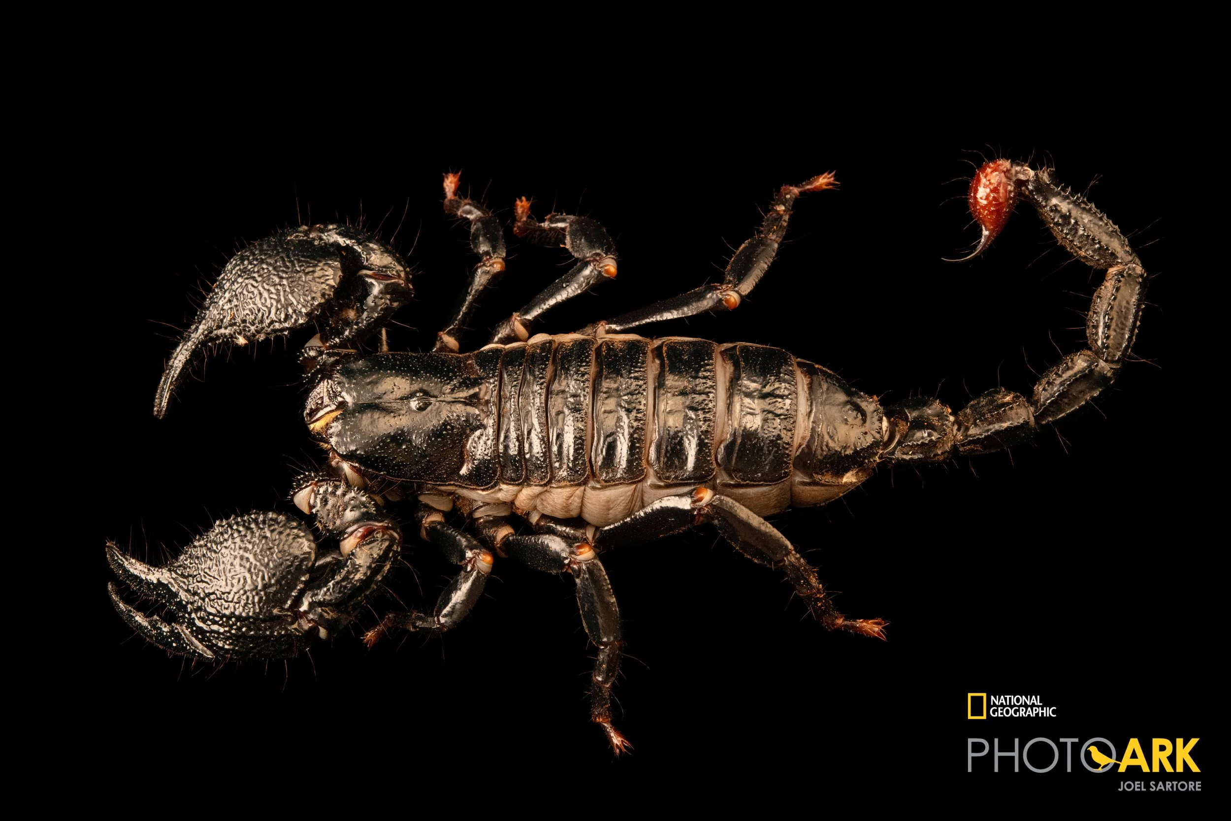 Pandinopsis dictator (Dictator Scorpion) The REAL deal!