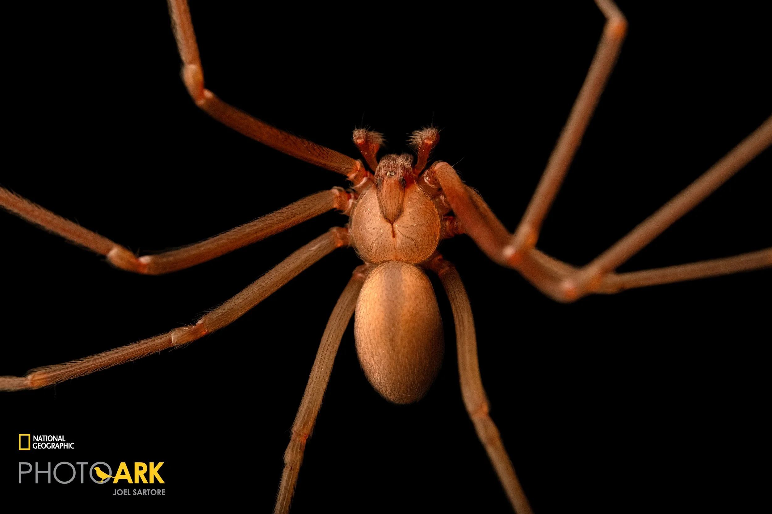 Loxosceles mahan  (Mahan Recluse)