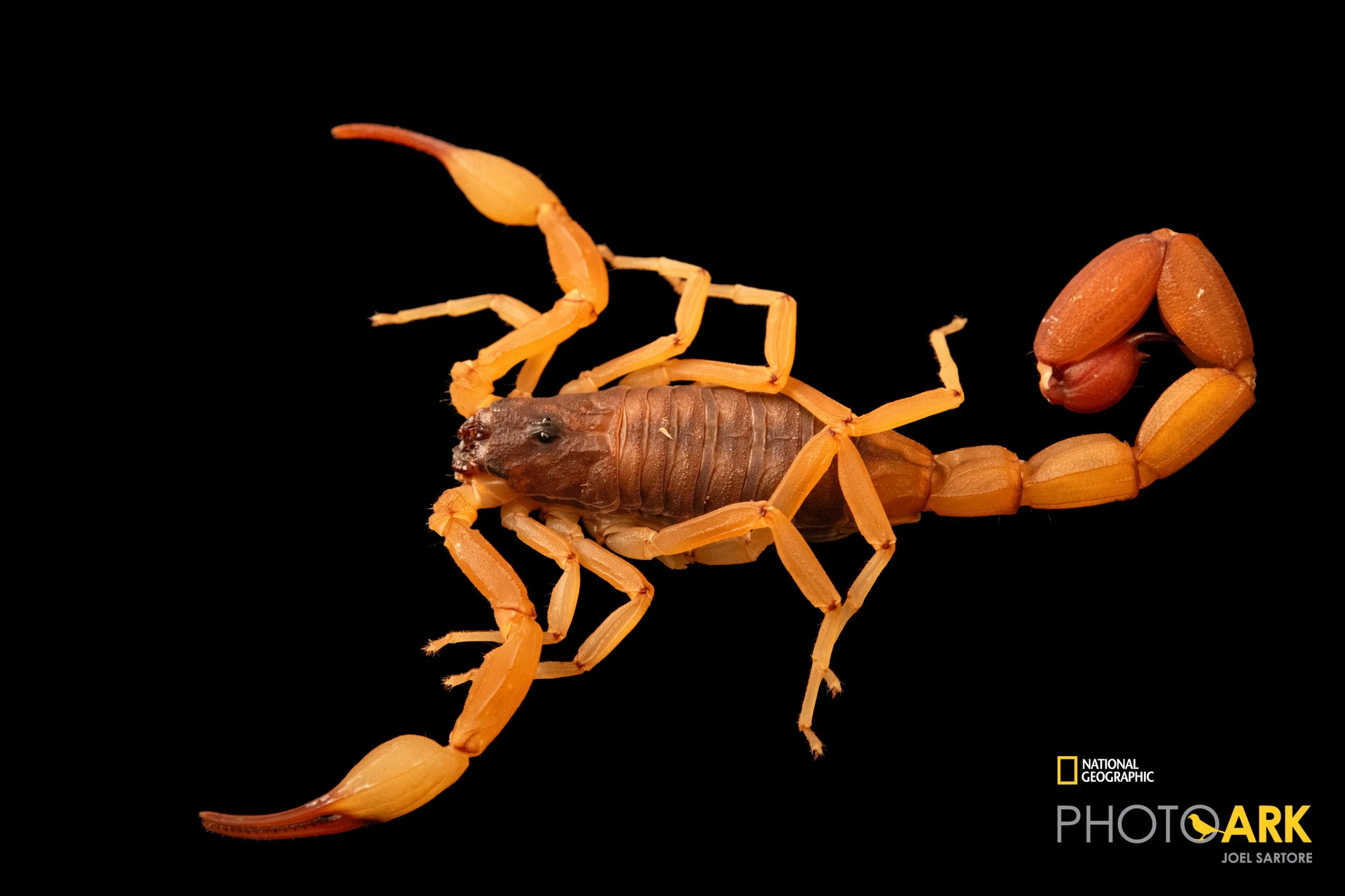 Tityus cf. strandi (Giant Thick-tailed Scorpion)