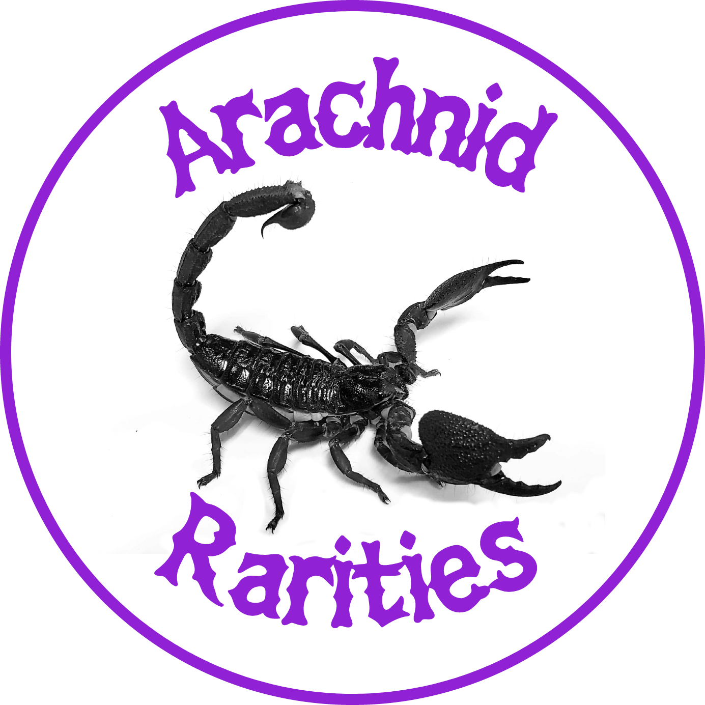 Arachnid Rarities