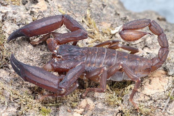 Ch.sp_1.0_Bang.Saphan_2.jpg