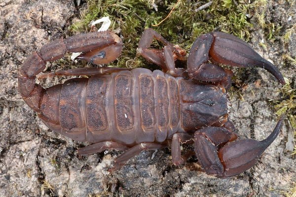 Ch.sp_0.1_Bang.Saphan.jpg