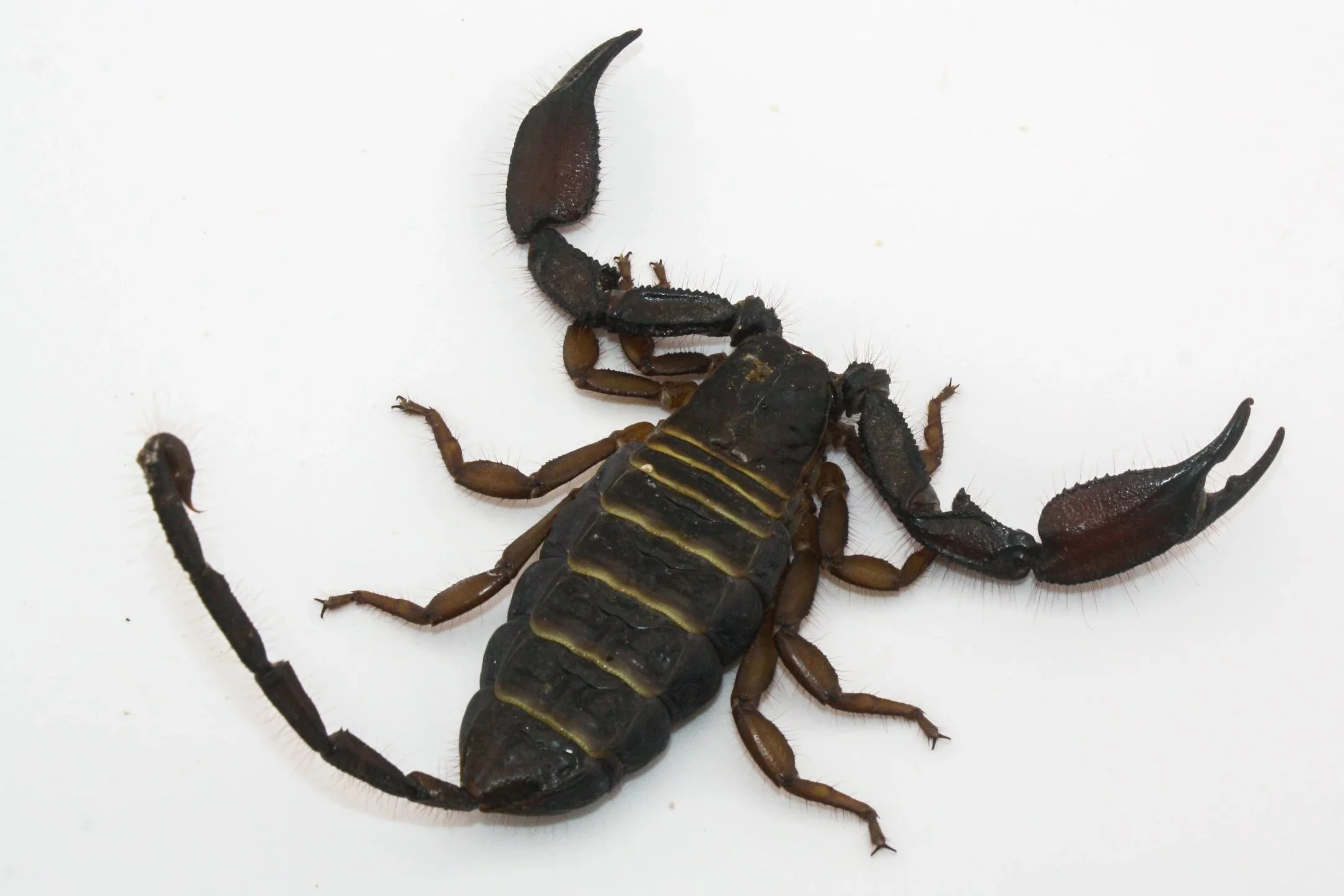 Hadogenes paucidens (Olive Keeled Flat Rock Scorpion) They are back!