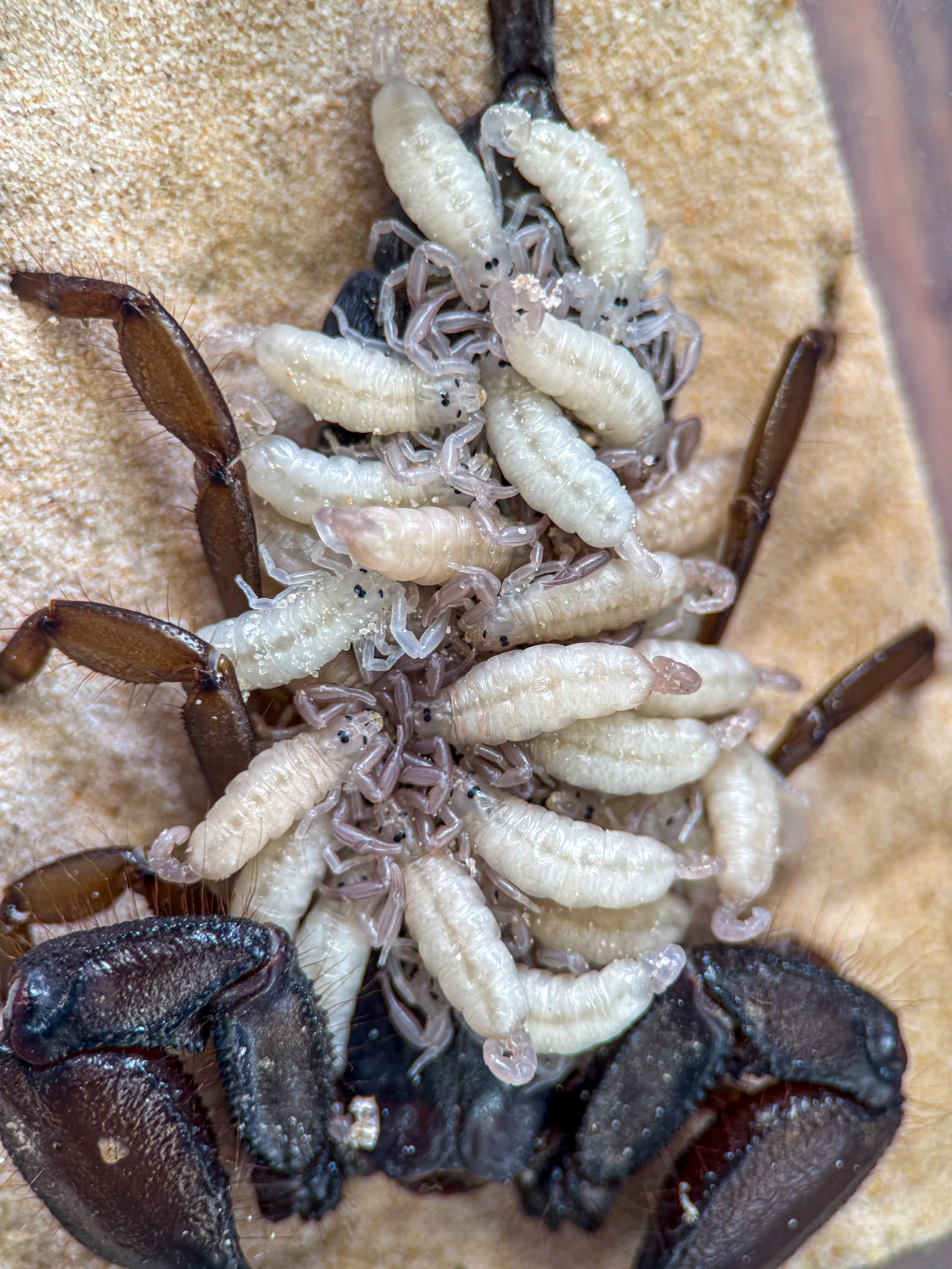 Hadogenes paucidens (Olive Keeled Flat Rock Scorpion) They are back!