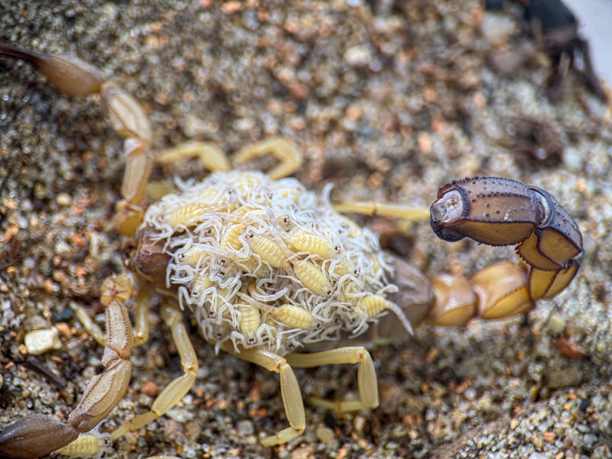 Androctonus australis 'Garzoni' Tunisia locale (Black Clawed Yellow Fattail Scorpion)
