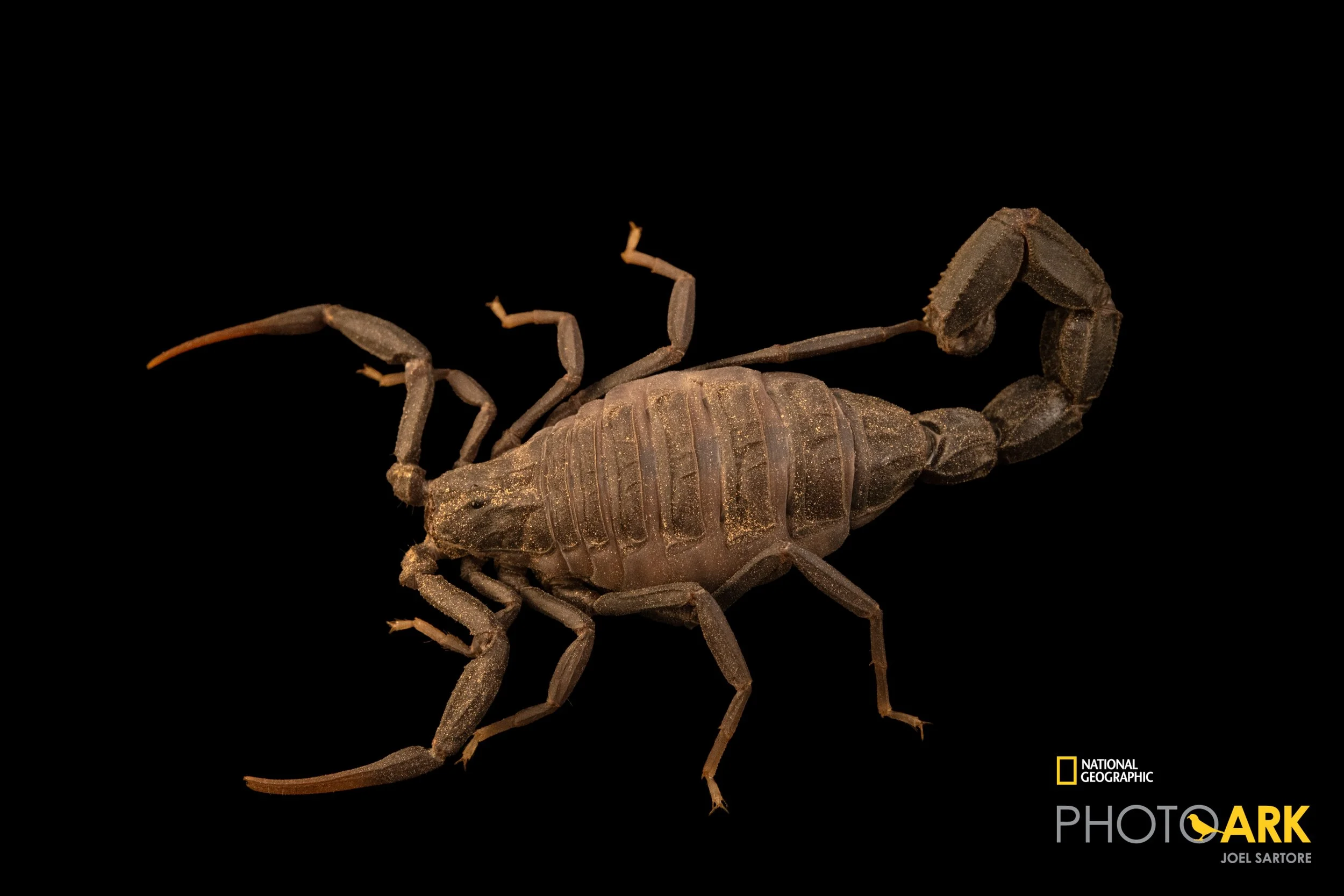 Androctonus aeneas (Tozeur)