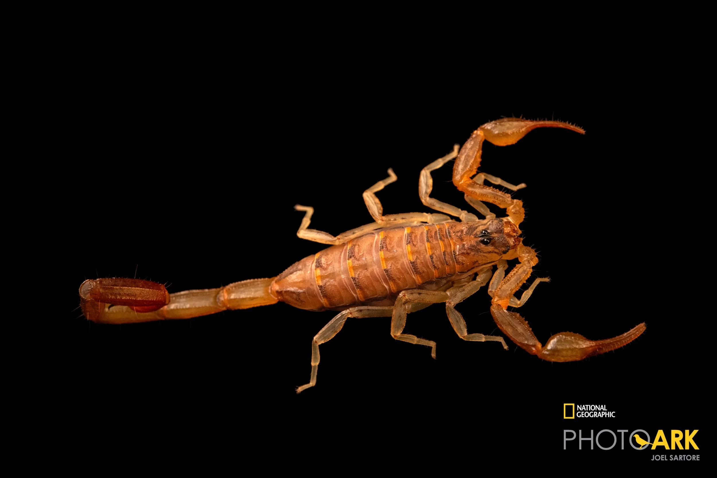 Centruroides stockwelli (Bark Scorpion)