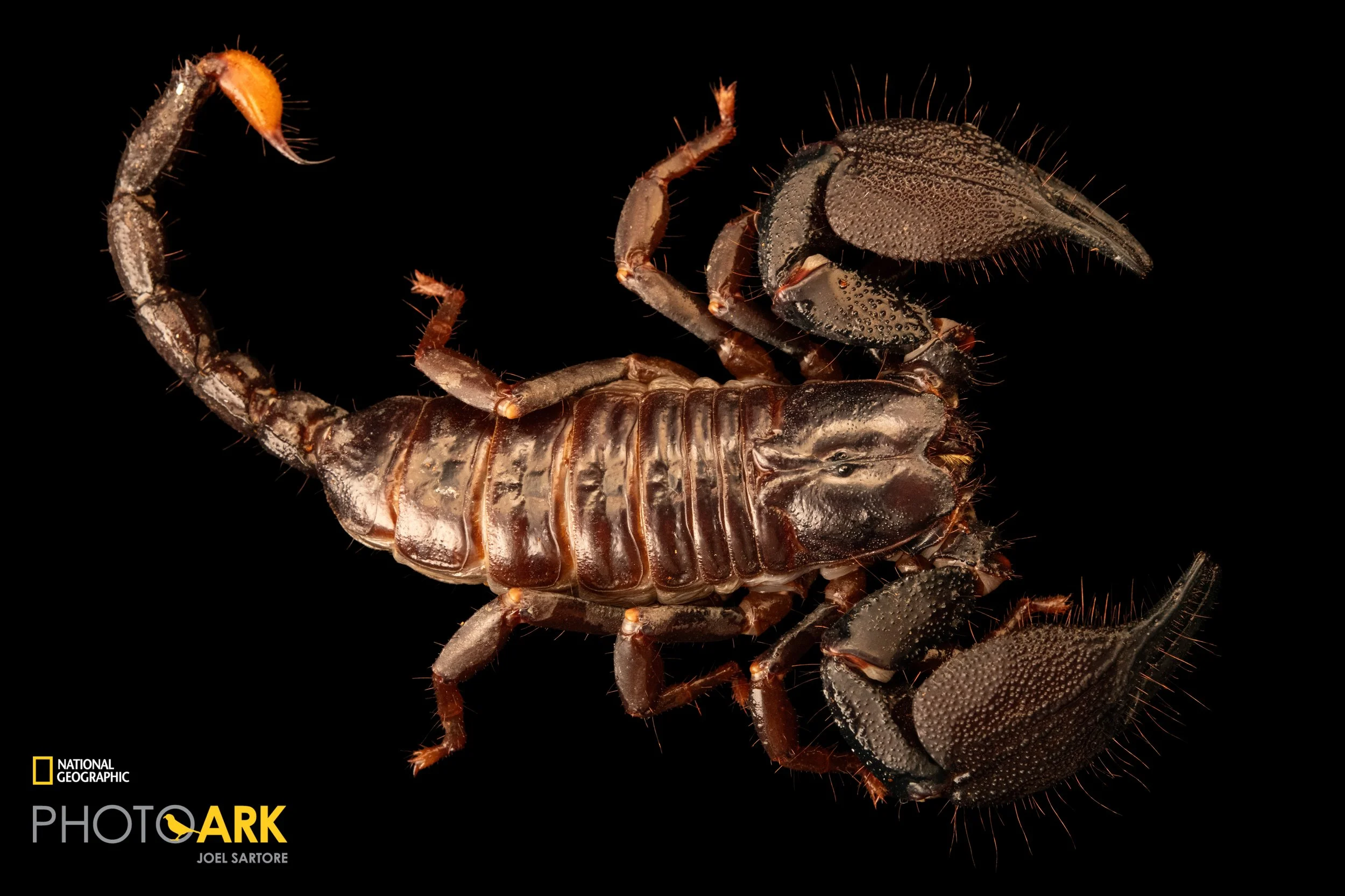 Chersonesometrus tristis (Mysore Forest Scorpion)
