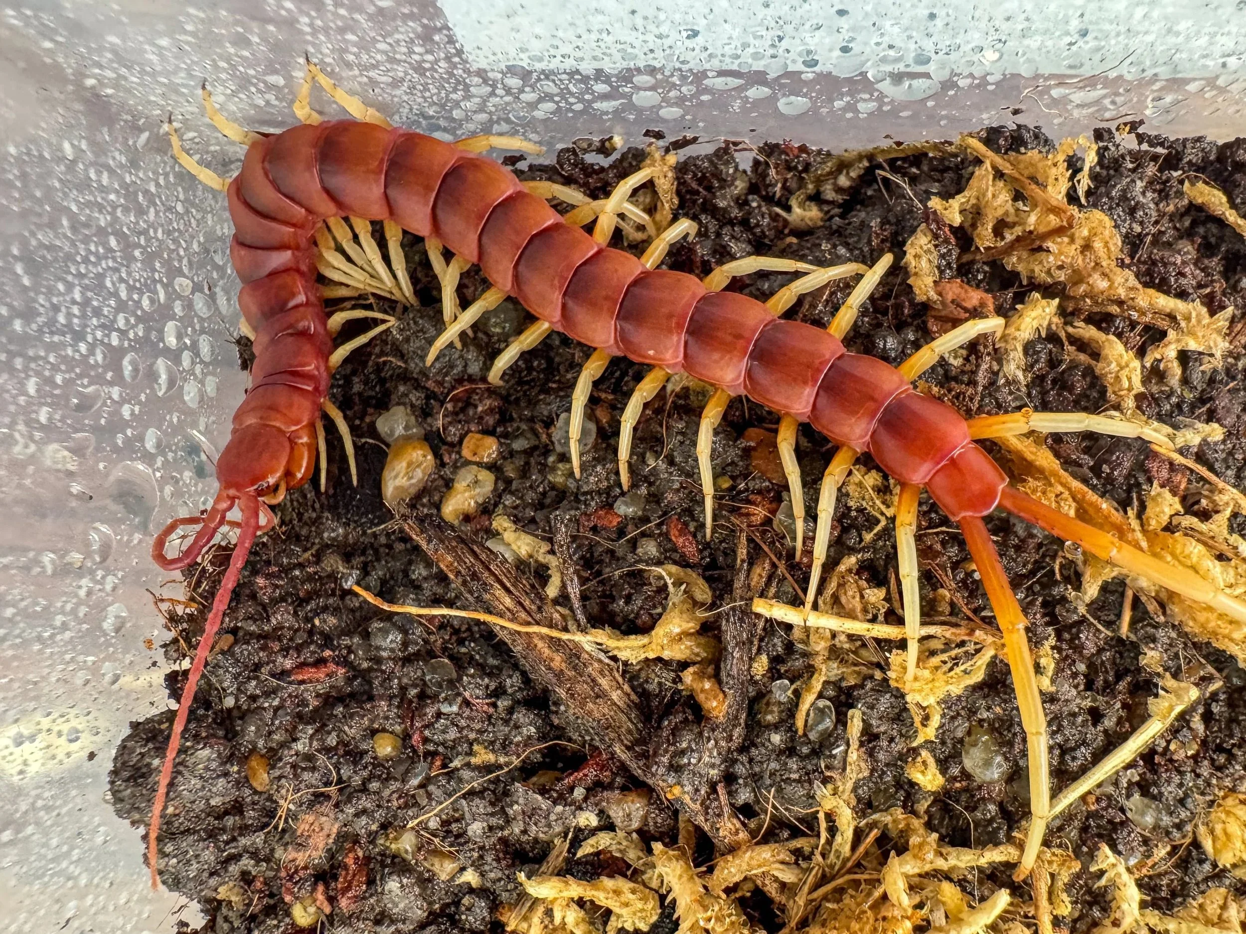 Scolopendra sp. White Leg (Giant White Leg Centipede)