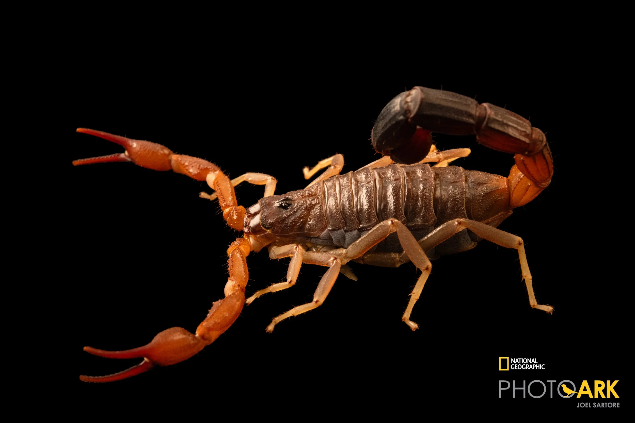 Teruelius flavopiceus (RARE!)