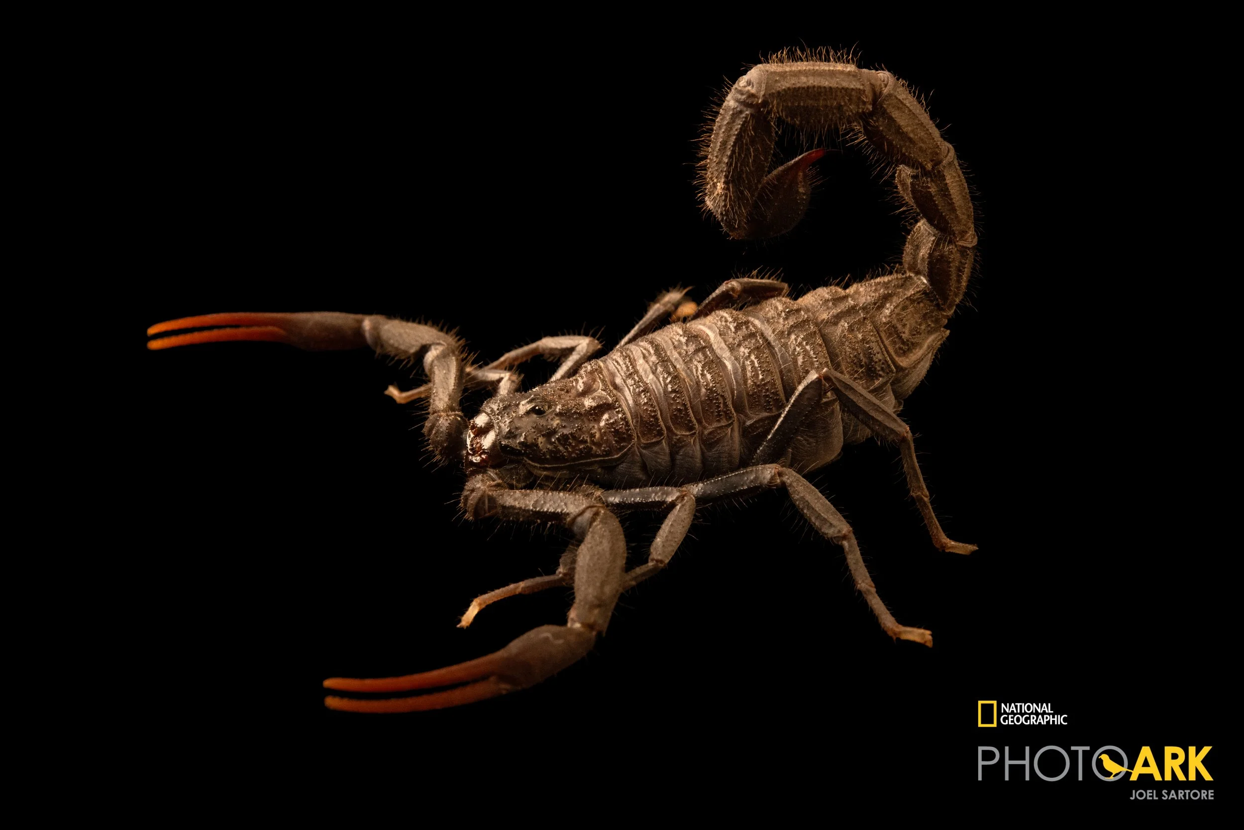 Hottentotta zagrosensis (Iranian Alligator Back Scorpion) (New to Hobby!)