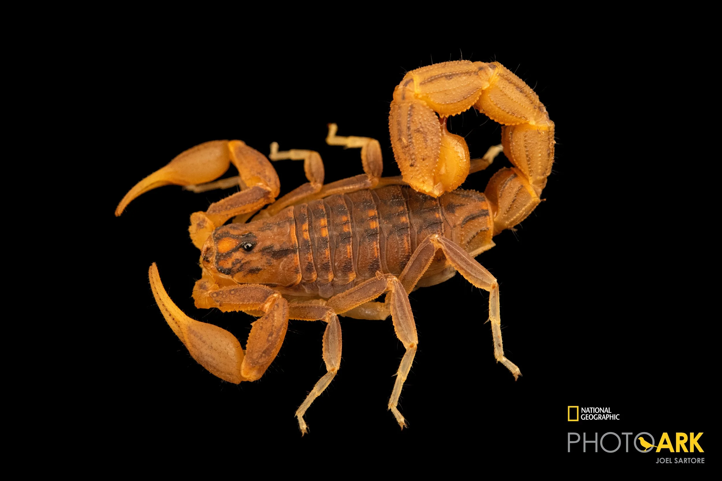 Hottentotta trillineatus 'Bright' (Eastern Nomad Scorpion) RARE!