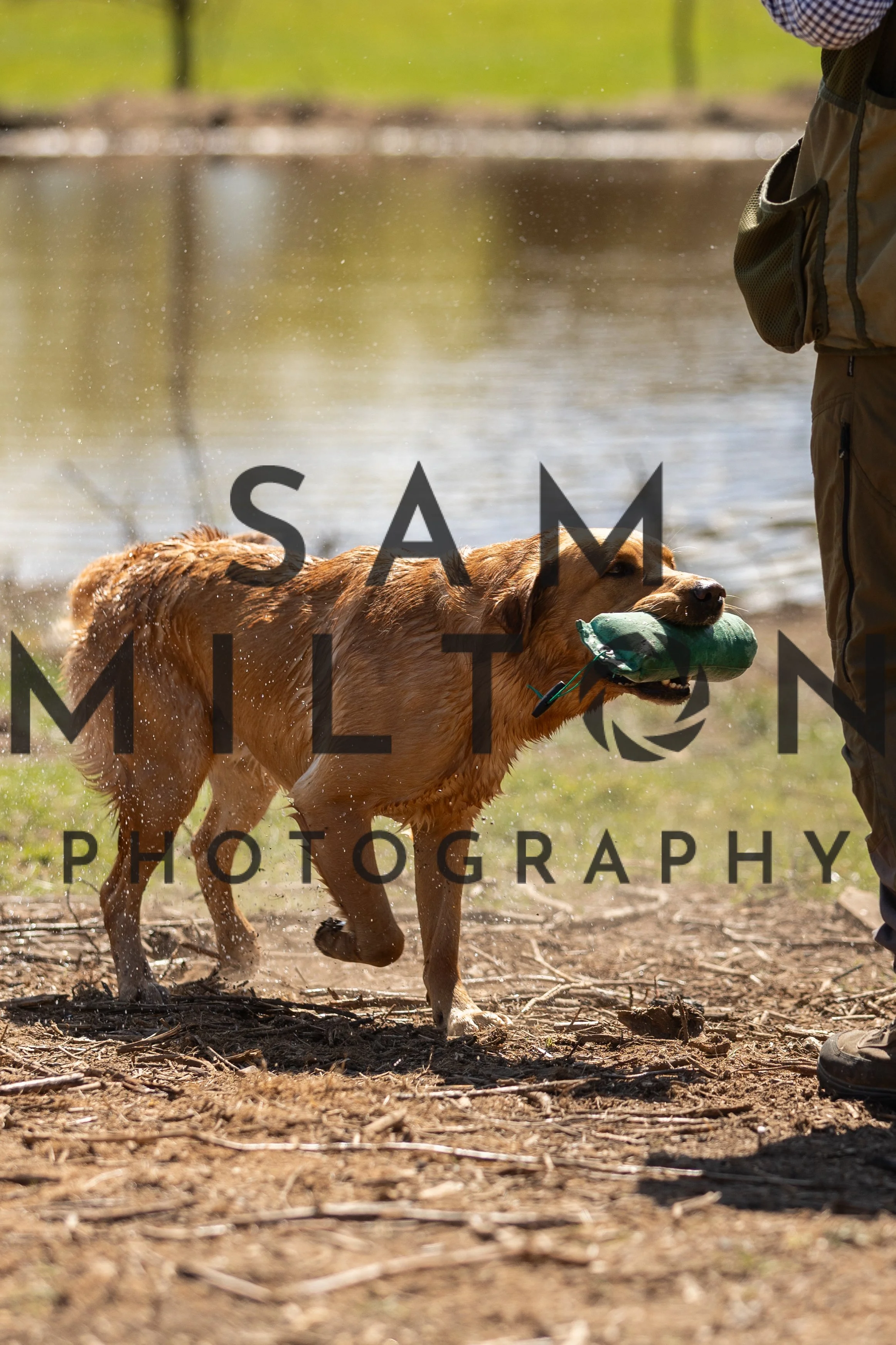 Gun Dog Challenge-350.jpg